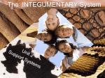 The INTEGUMENTARY System