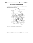 Systemic and Pulmonary Circulation Worksheet