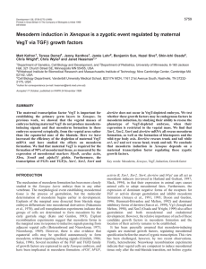 VegT initiates mesoderm induction - Development