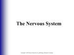 The Nervous System