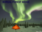 Boreal Forest Biome - AveryGilks