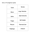 Parts of The Digestive System Teeth Rectum Mucus Large Intestine