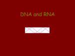 DNA and RNA - Effingham County Schools