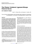 The Fibular Collateral Ligament-Biceps