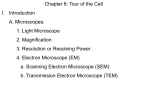 cell wall - Madeira City Schools