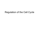 Regulation of the Cell Cycle