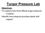 Turgor Pressure Lab