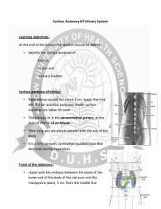 Surface Anatomy Of Urinary System