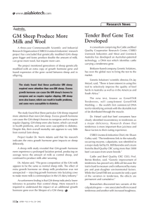 GM Sheep Produce More Milk and Wool Tender Beef Gene Test