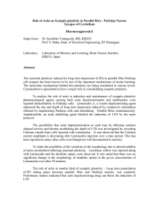 Actin , Synaptic plasticity in Parallel fibre-Purkinje Neuron