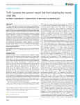 Tcf7l1 protects the anterior neural fold from adopting the neural crest