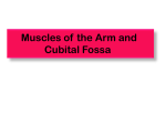 Muscles of the Arm and Cubital Fossa