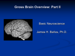 Gross Brain Overview: Part II