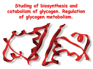 Studing of biosynthesis and catabolism of glycogen. Regulati