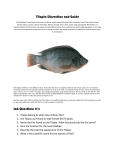 Tilapia Dissection and Guide