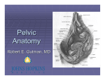Pelvic Anatomy - Johns Hopkins Medicine