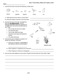 Food Webs And Food Chains Food Webs and Food Chains