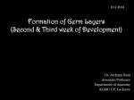 Formation of Bilaminar Germ Disc (Second week of Development)