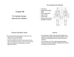 Chapter 8B: Skeletal System: Appendicular Skeleton