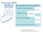Brain Development Lessons - Harvard Life Science Outreach Program