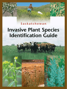Saskatchewan Invasive Plant Species Identification Guide