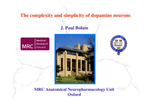 Afferents of dopamine neurons