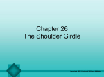 Chapter 26 The Shoulder Girdle