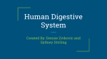 Human Digestive System