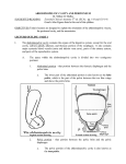 Abdominopelvic Cavity and Peritoneum - Dr. Sholley