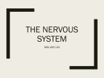 The Nervous system - Locust Trace Veterinary Assistant Program