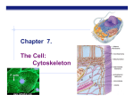 Chapter 7. The Cell: Cytoskeleton