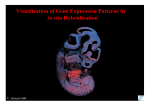 Visualization of Gene Expression Patterns by in situ