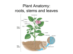 Plant tissues and organs