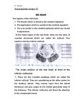 Dr. Mustafa Neuroanatomy lecture (7) Mid brain The regions of the