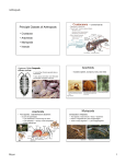 Principle Classes of Arthropods Arachnids