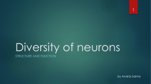 3-8_NeuronDiversity_SalmaA