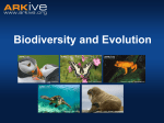 Mammalian species diversity exercise - answers