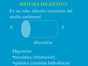 Large Intestine