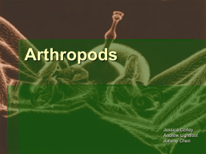 Arthropods