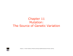 Chapter 11 Mutation: The Source of Genetic Variation