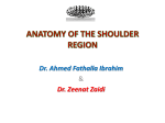 L16-Anatomy of Shoulder region 2013