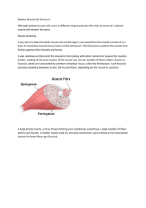 4. Skeletal Muscle Cell Structure