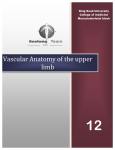 Vascular Anatomy of the upper limb