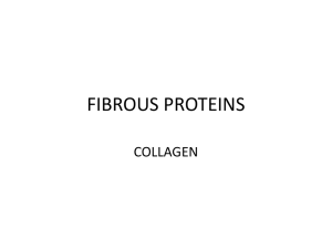 9. Fibrous proteins and collagen