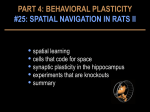 coding space – head direction cells