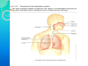 Respiratory System (Power Point Document)