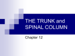 THE SPINAL COLUMN