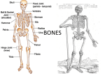 bones - Miss Gleason`s Science