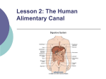 Functions of alimentary canal, ingestion, digestion, absorption