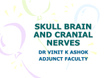 SKULL BRAIN AND CRANIAL NERVES